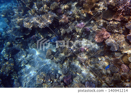 nice coral reef in the Egypt, Safaga 140941214