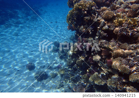 nice coral reef in the Egypt, Safaga 140941215