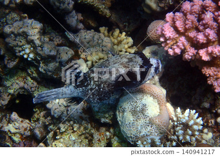 masked puffer fish masked puffer fish 140941217