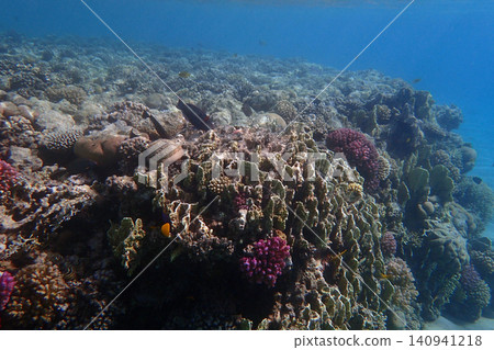 nice coral reef in the Egypt, Safaga nice coral reef in the Egypt, Safaga 140941218