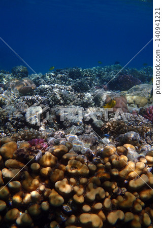 nice coral reef in the Egypt, Safaga nice coral reef in the Egypt, Safaga 140941221