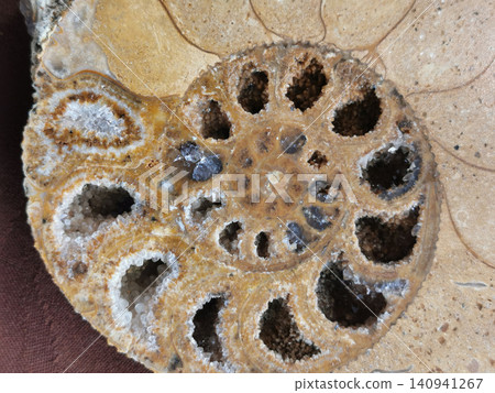ammonite fossil texture 140941267