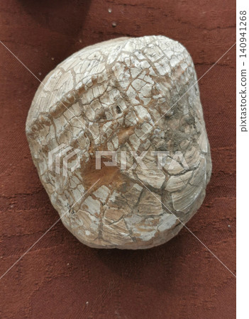 sea shells fossil sea shells fossil 140941268
