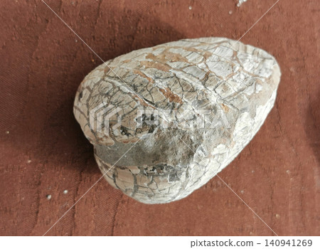 sea shells fossil sea shells fossil 140941269