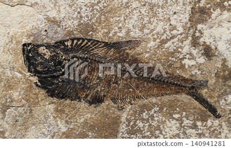fish fossil texture fish fossil texture 140941281