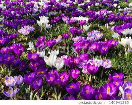 violet corcus garden 140941285