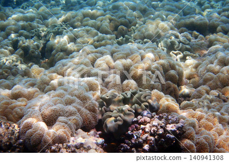 nice coral reef in the Egypt, Safaga 140941308