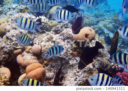 nice coral reef in the Egypt, Safaga nice coral reef in the Egypt, Safaga 140941311