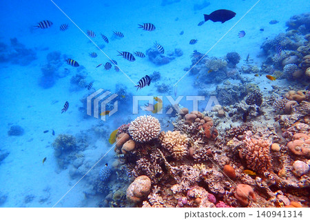 nice coral reef in the Egypt, Safaga nice coral reef in the Egypt, Safaga 140941314