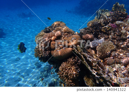 nice coral reef in the Egypt, Safaga nice coral reef in the Egypt, Safaga 140941322