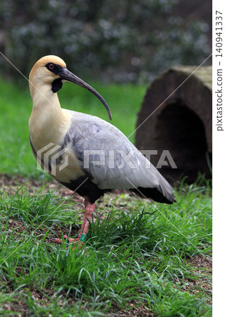black face ibis black face ibis 140941337