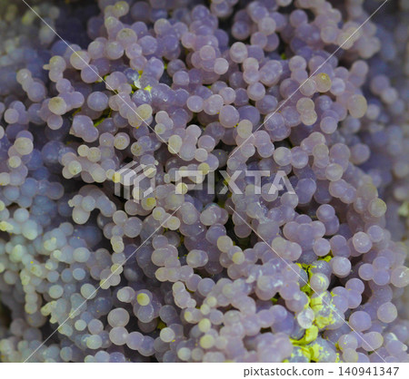 grape agate mineral texture grape agate mineral texture 140941347