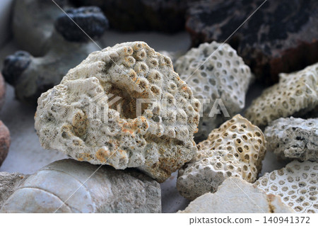coral fossil collection 140941372