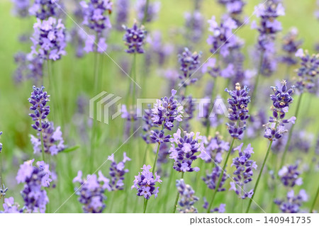 lavender lavender 140941735