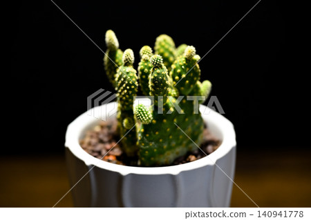 Golden cactus 140941778