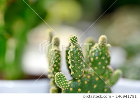Golden cactus 140941781