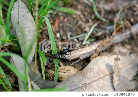 Clioori Clioori 140941876