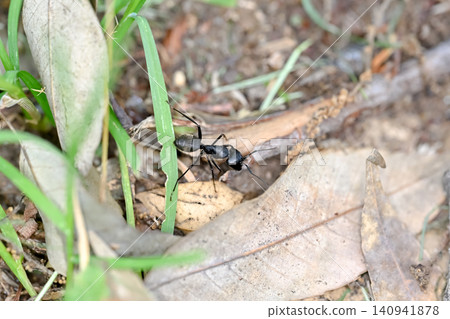 Clioori Clioori 140941878
