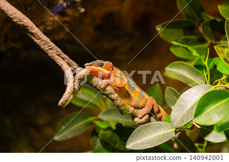 colorful chameleon resting on branch in tropical environment close up 140942001
