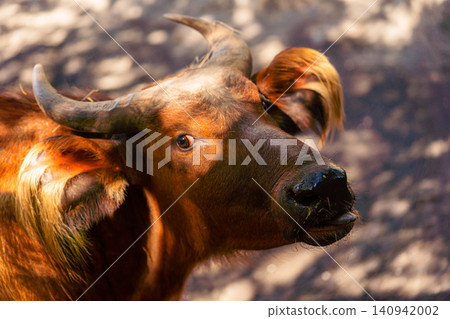 buffalo close up portrait with horns in warm sunlight buffalo close up portrait with horns in warm sunlight 140942002