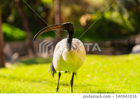 ibis bird walking on green grass in sunny zoo park ibis bird walking on green grass in sunny zoo park 140942016