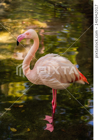 pink flamingo standing in shallow water close up wildlife portrait pink flamingo standing in shallow water close up wildlife portrait 140942017