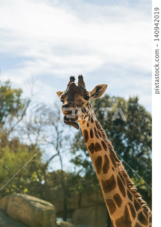 close up portrait of giraffe head and neck against sky close up portrait of giraffe head and neck against sky 140942019