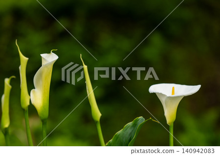 White calla lilies blooming in lush green garden background close up. White calla lilies blooming in lush green garden background close up. 140942083