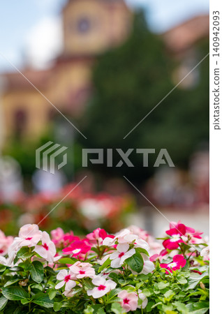 Bright colorful vinca flowers blooming in sunny vibrant street setting. 140942093