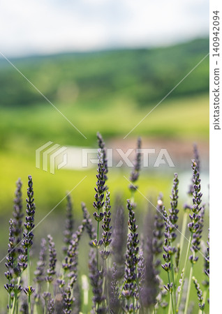 Lavender Field with Scenic Green Countryside Background Lavender Field with Scenic Green Countryside Background 140942094