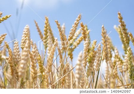 Golden Wheat Ears in a Sunlit Field Against Blue Sky Golden Wheat Ears in a Sunlit Field Against Blue Sky 140942097