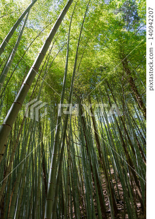 Bamboo forest near Mitaki-Dera temple in Hiroshima, Japan Bamboo forest near Mitaki-Dera temple in Hiroshima, Japan 140942207