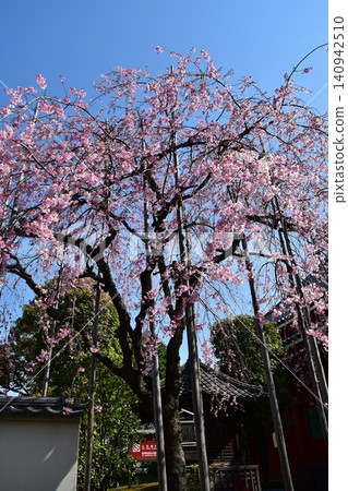 日本東京淺草,春天:淺草寺最古老的木造建築六角堂,垂枝櫻花盛開,天空湛藍美麗。 日本東京淺草,春天:淺草寺最古老的木造建築六角堂,垂枝櫻花盛開,天空湛藍美麗。 140942510