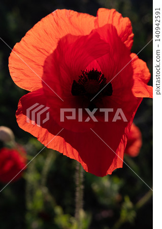 art shot of wild red beautiful poppy flower blossoming at field at sunny evening. macro art shot of wild red beautiful poppy flower blossoming at field at sunny evening. macro 140942591