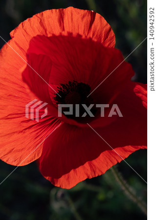 art shot of wild red beautiful poppy flower blossoming at field at sunny evening. macro art shot of wild red beautiful poppy flower blossoming at field at sunny evening. macro 140942592