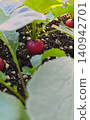 Homegrown Fresh radishes 140942701