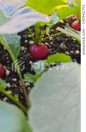 Homegrown Fresh radishes Homegrown Fresh radishes 140942701