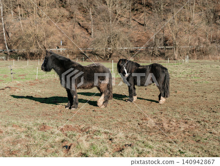 Shaggy Icelandic horse in an open paddock on a sunny day. High quality photo 140942867