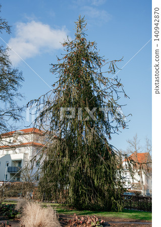 spruce with long thin branches and long cones. High quality photo spruce with long thin branches and long cones. High quality photo 140942870