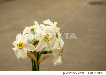 A bouquet of white flowers stands tall with yellow centers and red edges, surrounded by a plain background with no distractions 140942895
