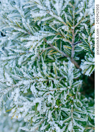 Snow-covered twigs of conifers close-up. High quality photo Snow-covered twigs of conifers close-up. High quality photo 140942908