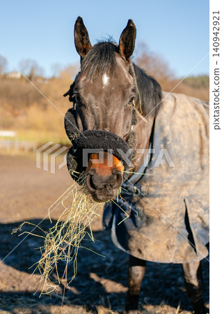 A brown horse chews hay and looks at the camera close-up. High quality photo 140942921