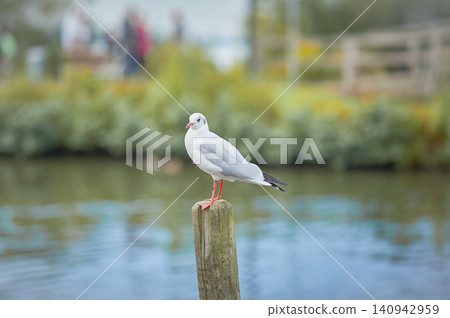 seagull sitting on a wooden peg with blurred background on a sunny day. High quality photo seagull sitting on a wooden peg with blurred background on a sunny day. High quality photo 140942959