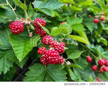 A natural landscape where berries grow. A natural landscape where berries grow. 140942965