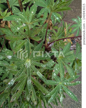 Lupine leaves covered in raindrops | A plant background image expressing the freshness of nature. Lupine leaves covered in raindrops | A plant background image expressing the freshness of nature. 140943015