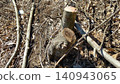 Cut down trees 140943065