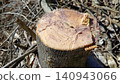 Cut surface of a felled tree 140943066