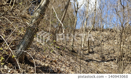 Trees growing on a slope Trees growing on a slope 140943068