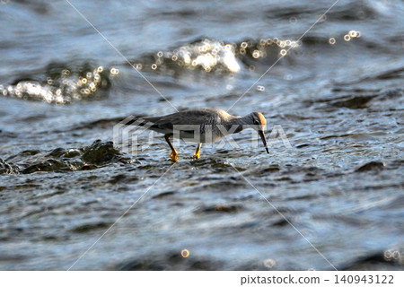 A yellow-legged sandpiper foraging in a shallow stream 140943122