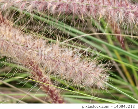 Soft Purple Fountain Grass Plumes in Natural Garden Setting Soft Purple Fountain Grass Plumes in Natural Garden Setting 140943218